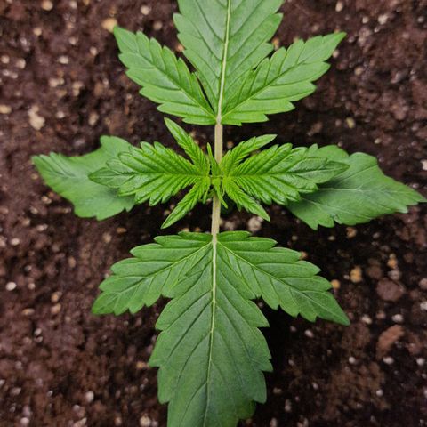 Wendy growlog timeline photo