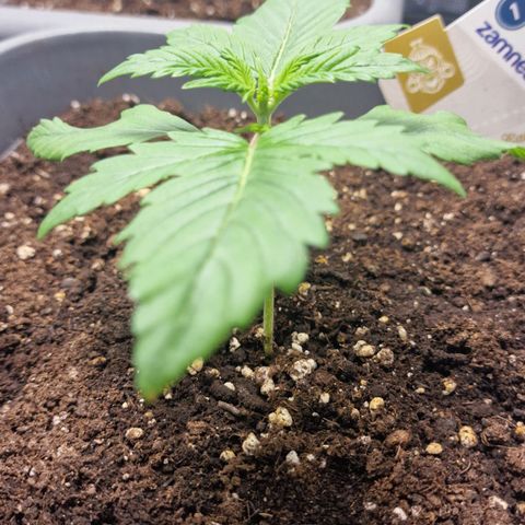 Wendy growlog timeline photo
