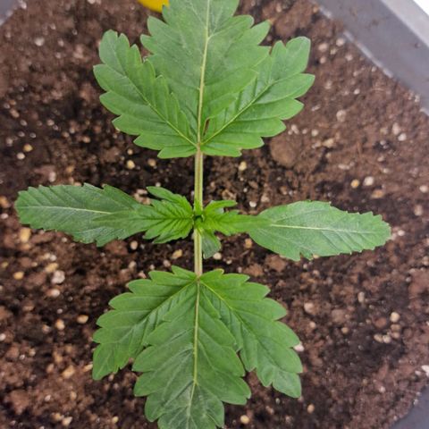 Samantha growlog timeline photo