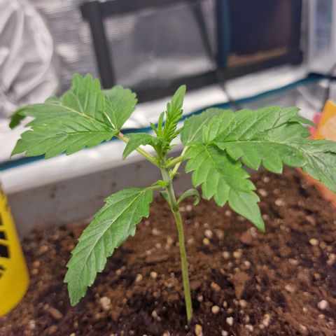 Samantha growlog timeline photo