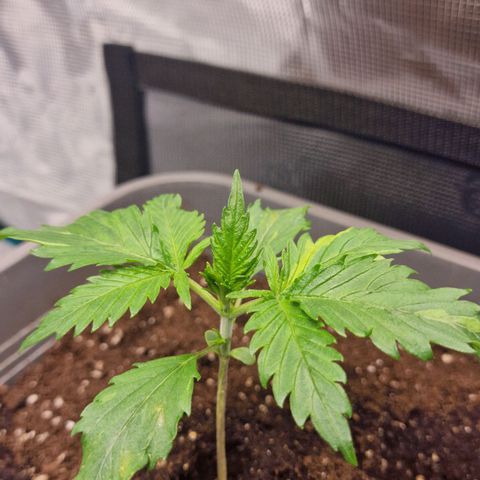 Suri growlog timeline photo