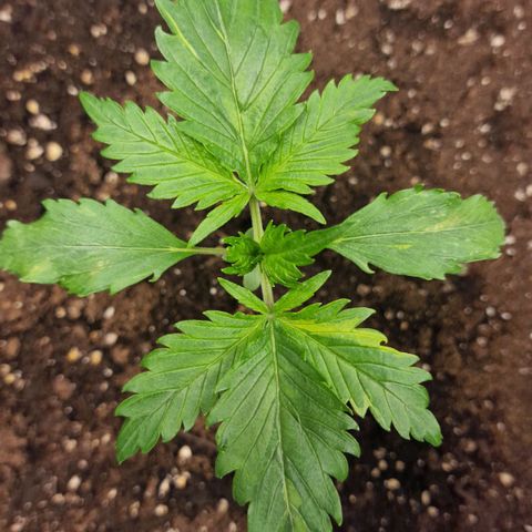 Suri growlog timeline photo