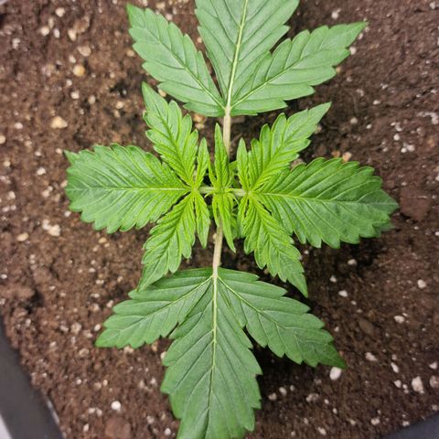 Wendy growlog timeline photo