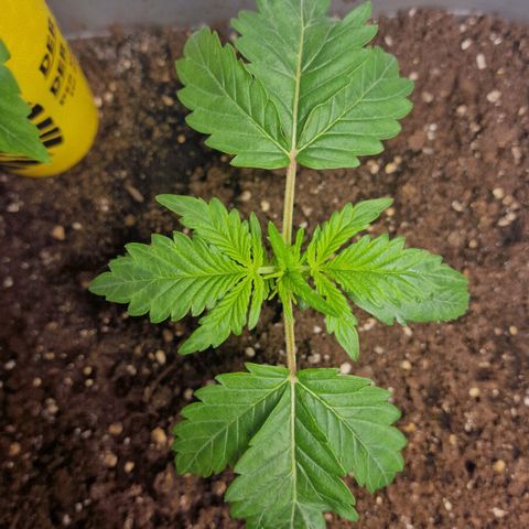 Samantha growlog timeline photo