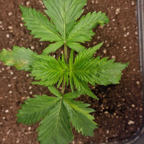 Suri growlog timeline photo