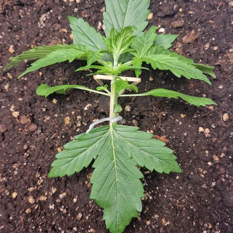 Wendy growlog timeline photo