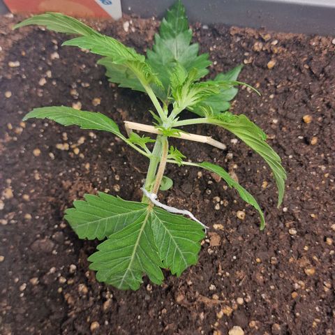 Samantha growlog timeline photo