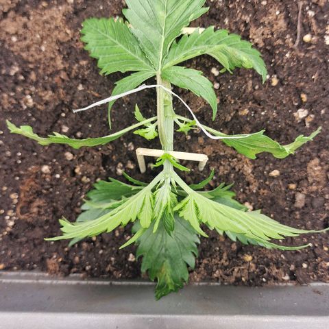 Suri growlog timeline photo
