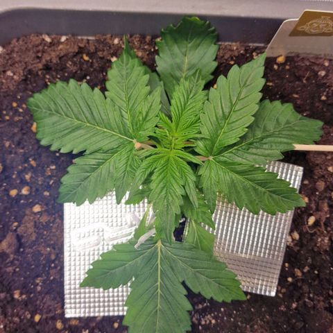 Wendy growlog timeline photo
