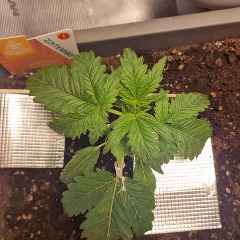 Samantha growlog timeline photo