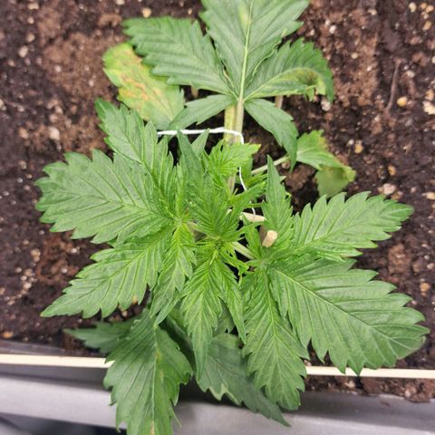 Suri growlog timeline photo