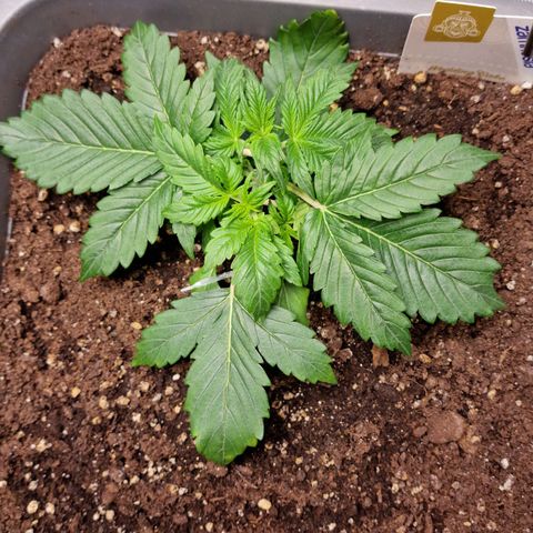 Wendy growlog timeline photo