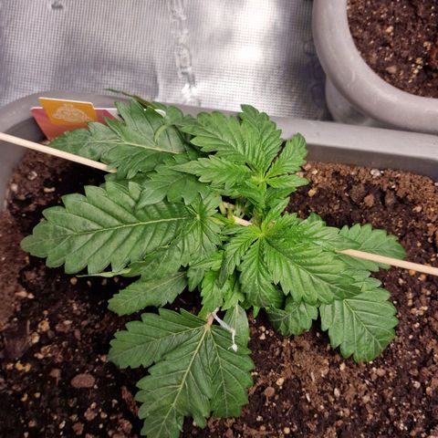 Samantha growlog timeline photo