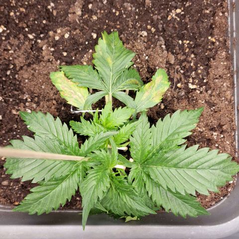 Suri growlog timeline photo