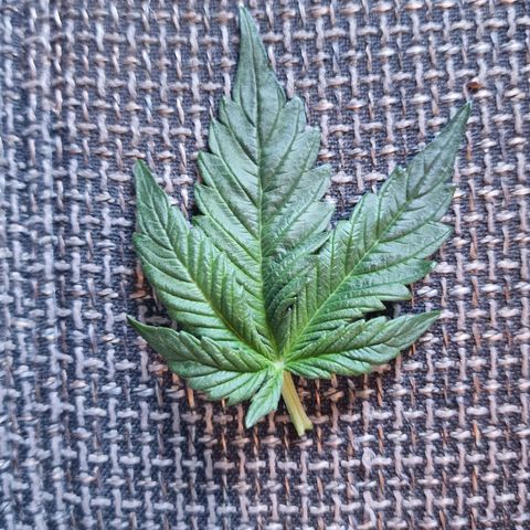 Wendy growlog photo: Blatt beim LST abgebrochen 