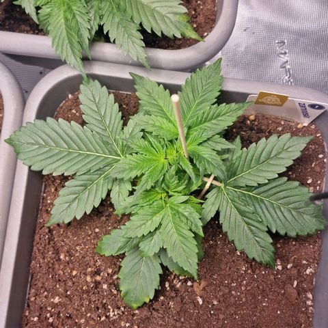 Wendy growlog timeline photo