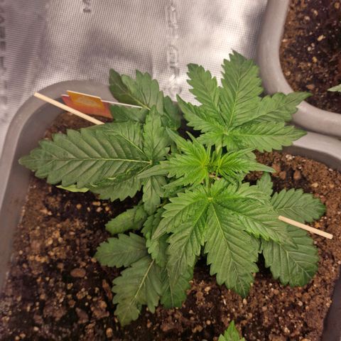 Samantha growlog timeline photo