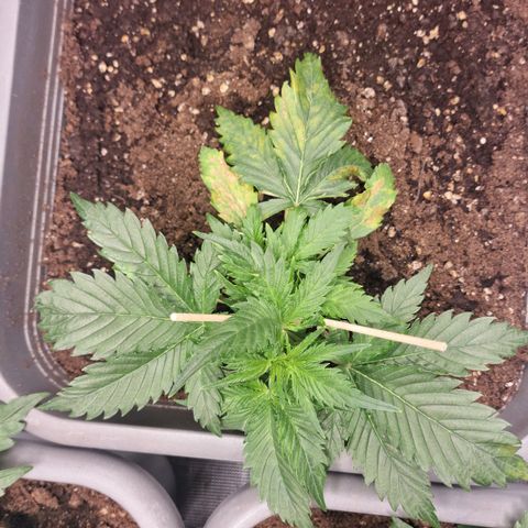 Suri growlog timeline photo