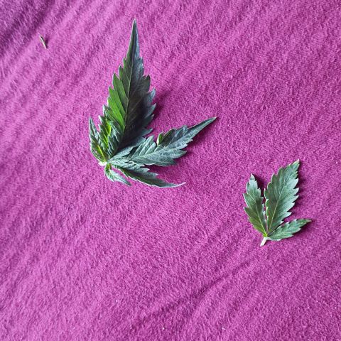 Suri growlog photo: 2 blätter waren im Weg und mussten weichen 