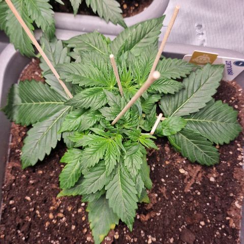 Wendy growlog timeline photo