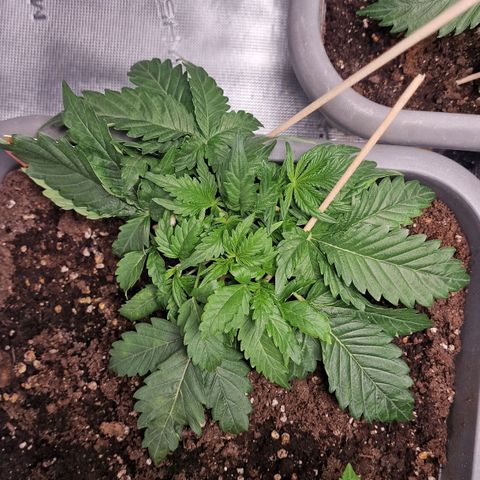 Samantha growlog timeline photo