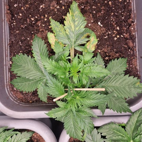 Suri growlog timeline photo