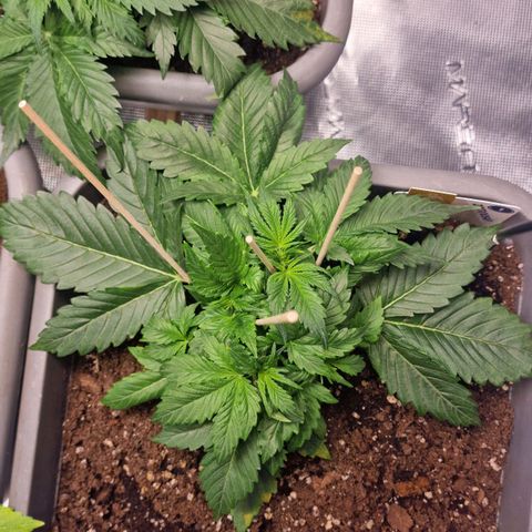 Wendy growlog timeline photo