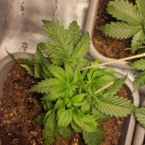Samantha growlog timeline photo