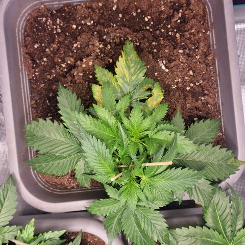 Suri growlog timeline photo