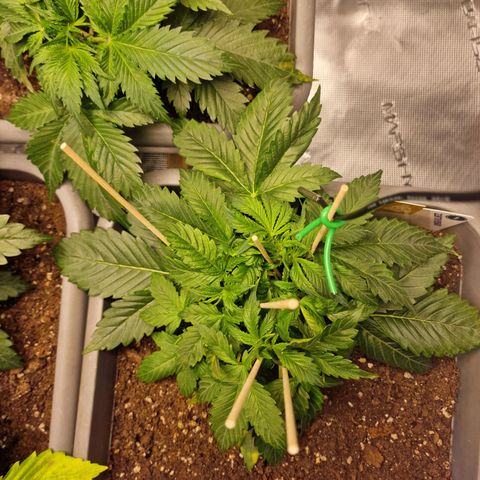 Wendy growlog timeline photo