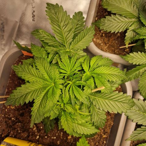 Samantha growlog timeline photo