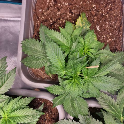 Suri growlog timeline photo