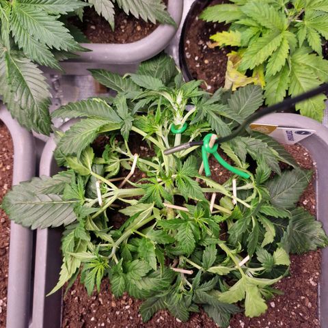 Wendy growlog timeline photo