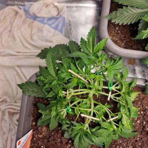 Samantha growlog timeline photo