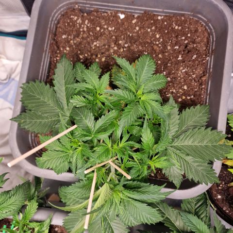 Suri growlog timeline photo