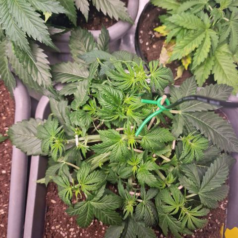 Wendy growlog timeline photo