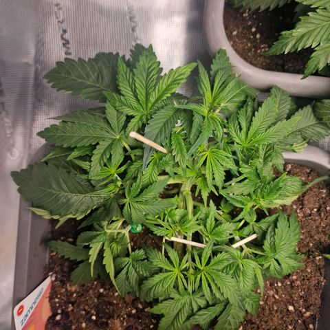 Samantha growlog timeline photo
