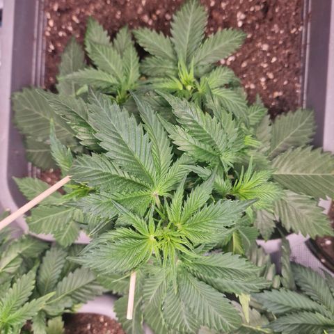 Suri growlog timeline photo