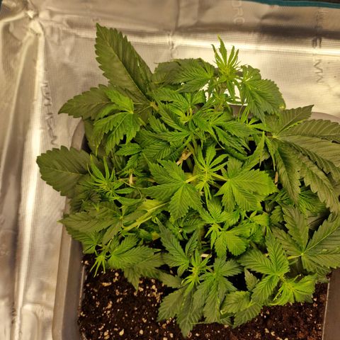 Wendy growlog timeline photo