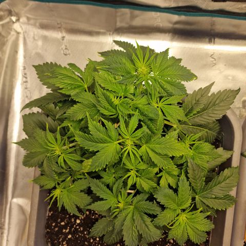 Wendy growlog timeline photo