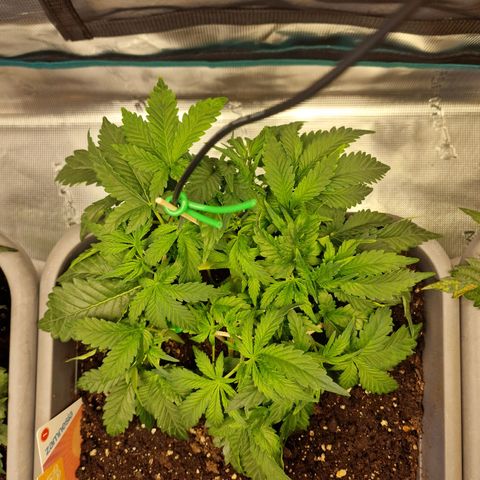 Samantha growlog timeline photo