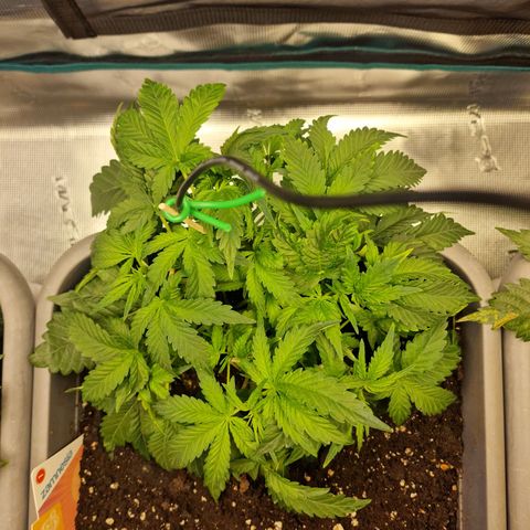 Samantha growlog timeline photo