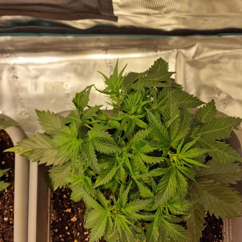Suri growlog timeline photo