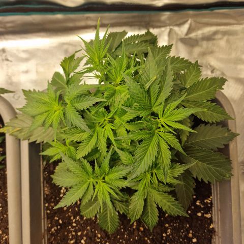 Suri growlog timeline photo