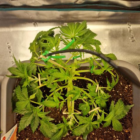 Samantha growlog timeline photo