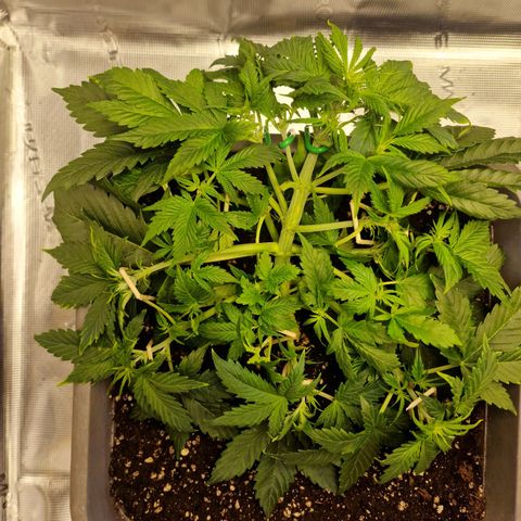 Wendy growlog timeline photo