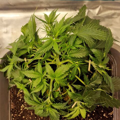 Suri growlog timeline photo
