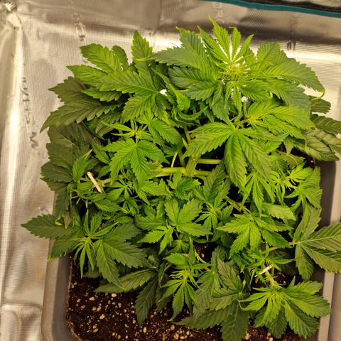 Wendy growlog timeline photo