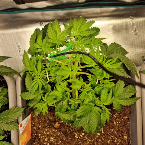 Samantha growlog timeline photo