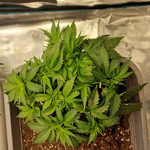Suri growlog timeline photo